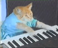 keyboard cat