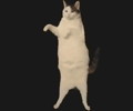 kitty cat dance